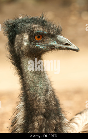 Emu im Zoo von Melbourne, Victoria, Australien Stockfoto