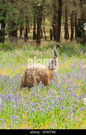 EMU in Flinders Range National Park, Wilpena, South Australia, Australien Stockfoto