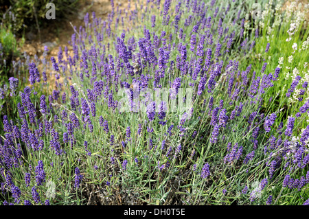 Lavendel Stockfoto