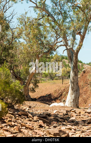 Brachina Gorge, Flinders Range National Park, South Australia, Australien Stockfoto