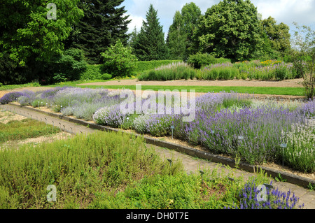 Lavendel Stockfoto