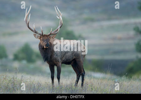 Bull Elk Portrait (Cervus Elaphus), Montana Stockfoto