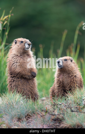 Olympischen Murmeltiere im Olympic National Park im US-Bundesstaat Washington. Stockfoto