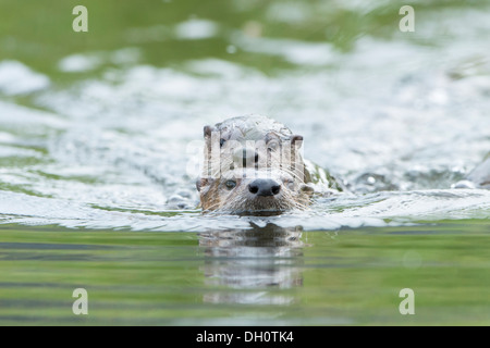 Ein Fischotter Welpen Versuche auf seiner Mutter zurück, Yellowstone-Nationalpark fahren Stockfoto