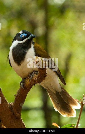 Blau-faced Honigfresser Healesville Sanctuary in der Nähe von Melbourne, Victoria, Australia Stockfoto