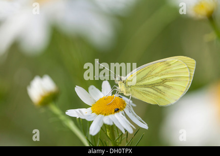 Kleine Weiße (Pieris rapae) Schmetterling, Fuldabrück, Fuldabrück, Hessen, Deutschland Stockfoto