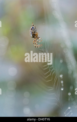 Kreuz, Spider oder Kugel-weben Spinne (Araneus SP.) im Netz, am Bodensee Stockfoto