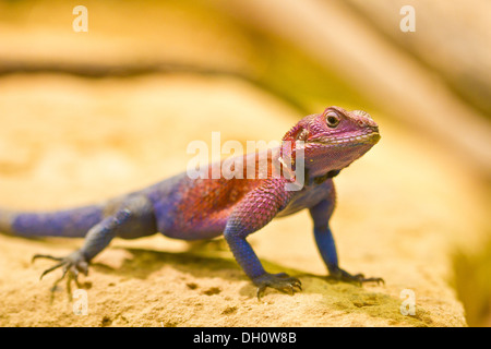 Unter der Leitung von Mwanza Wohnung Agama (Agama Mwanzae) Stockfoto