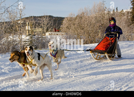 Laufenden Schlitten Hunde, Alaskan Huskies, Hundeschlitten, Kind, junge, Musher, Hundeschlitten-Rennen in der Nähe von Whitehorse, Yukon Territorium, Kanada Stockfoto