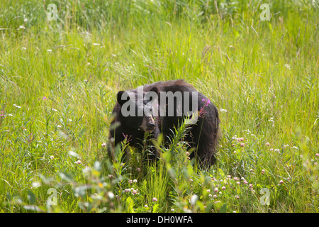 Schwarzer Bär (Ursus Americanus), Fütterung, Kluane National Park, Yukon Territorium, Kanada Stockfoto