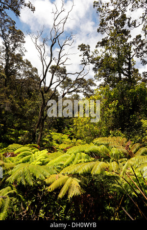Tropischer Regenwald, Hawaiʻi-Volcanoes-Nationalpark, Big Island, Hawaii, USA Stockfoto