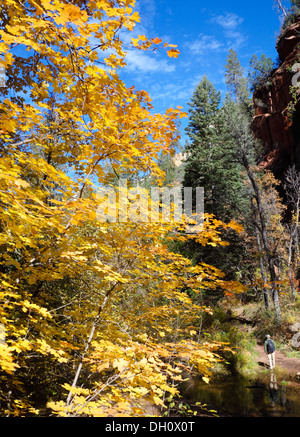 Gelbe Blätter entlang des Weges am West Fork in Oak Creek im nördlichen Arizona im Herbst Stockfoto