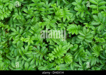 Silverweed (Potentilla heisses) verlässt Hintergrund (Draufsicht) Stockfoto