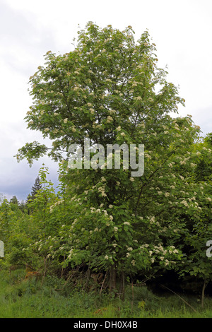 Rowan, -Eberesche, Sorbus aucuparia Stockfoto