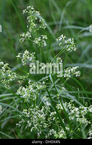 Galium Mollugo, aufrechte Labkraut Stockfoto