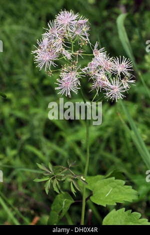 Thalictrum Aquilegifolium, größere Wiesenraute Stockfoto