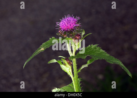 Blütenstandsboden Personata, große Sumpf Distel Stockfoto