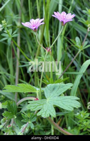 Endres des Krans-Bill, Geranium pyrenaicum Stockfoto