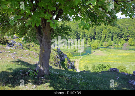 Brenz-Tal, schwäbischen Alb, Deutschland Stockfoto