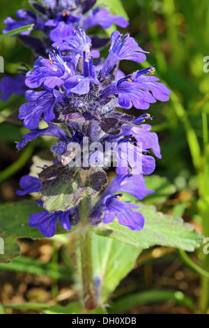 Ajuga Reptans, Bugleherb, bugleweed Stockfoto