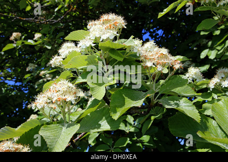 Sorbus Aria, Mehlbeere Stockfoto