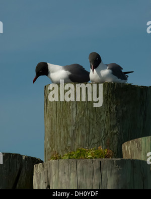 Zwei Möwen sitzen auf einem Pfosten vor einem tiefblauen Himmel Stockfoto