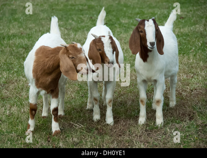 Diese drei Ziegen schauen, wie sie miteinander reden. Stockfoto