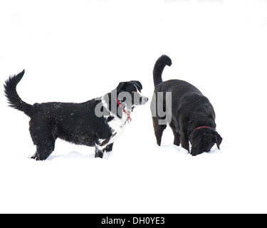 Ein schwarzer Labrador und Border Collie spielen im Schnee. Stockfoto