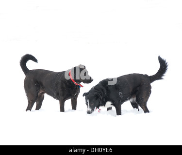 Ein schwarzer Labrador und Border Collie spielen im Schnee. Stockfoto