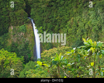 Fernblick von La Fortuna Wasserfall unter den Regenwald in der Nähe von Vulkan Arenal in Costa Rica Stockfoto