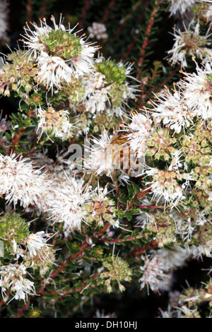 Nahaufnahme von Blütenpollen sammeln von Buchu / Boegoe / Bookoo Blumen - Apis Mellifer Agathosma Ciliaris - Familie Rutaceae Stockfoto