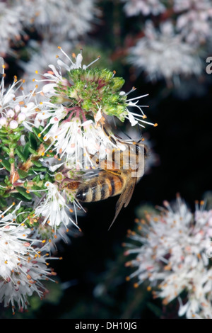 Nahaufnahme von Blütenpollen sammeln von Buchu / Boegoe / Bookoo Blumen - Apis Mellifer Agathosma Ciliaris - Familie Rutaceae Stockfoto