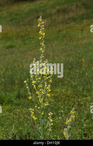 Weiße Königskerze, Verbascum lychnitis Stockfoto