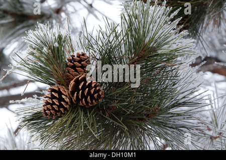 Drei Tannenzapfen im Schnee Stockfoto