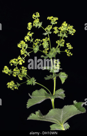 Alchemilla Mollis, Frauenmantel Stockfoto