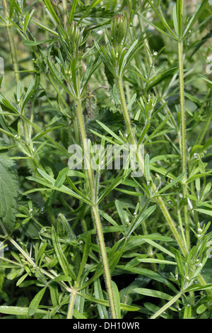 Stickywilly, Hackmesser, Galium aparine Stockfoto