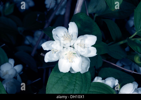 Nahaufnahme der Blüten von Hoary Mock Orange - Philadelphus Pubescens - Familie Hydrangeaceae Stockfoto