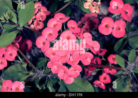 Dornenkrone / Christus Pflanze / Christus Dorn Kaktus Blumen - Euphorbia Milii - Familie Euphorbiaceae Stockfoto