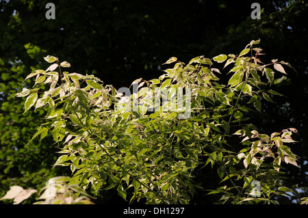 Esche Ahorn Stockfoto