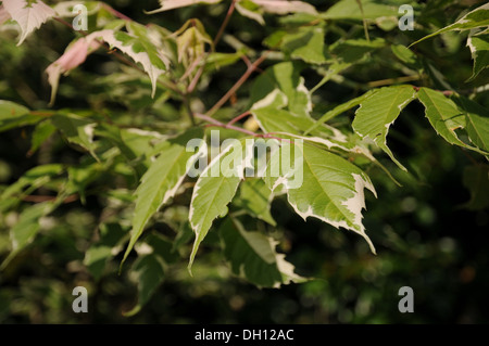 Esche Ahorn Stockfoto