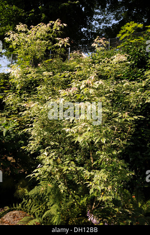 Esche Ahorn Stockfoto