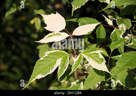 Esche Ahorn Stockfoto