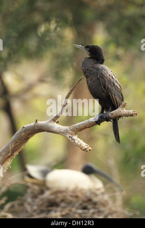 Ein Kormoran. Stockfoto