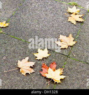 herbstliche Ahornblätter auf Kies Pflaster in regnerischen Tag Stockfoto