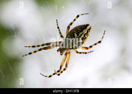 Aculepeira Ceropegia, Eiche Spider Stockfoto