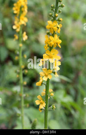 Gemeinsamen Agrimony, Agrimonia eupatoria Stockfoto