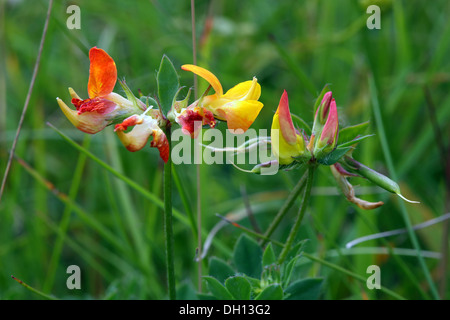 Vogel's – Foot Trefoil, Lotus corniculatus Stockfoto