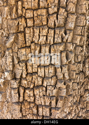 Nahaufnahme von der Rinde eines Argan-Baum in der Nähe von Tafroute Marokko Stockfoto