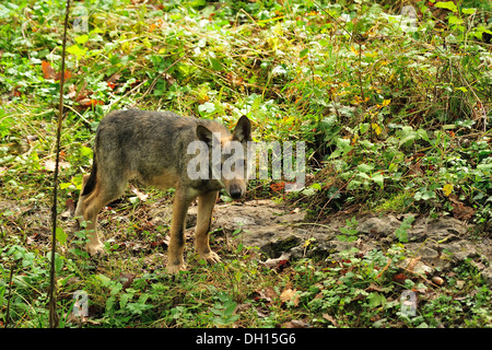 Junge italienische Wolf Canis Lupus Italicus, Canidae, Nationalpark Abruzzen, Italien Stockfoto