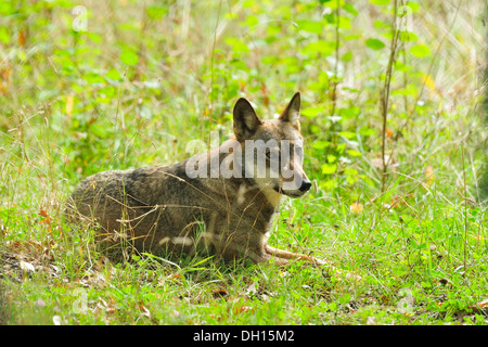 Italienischer Wolf Canis Lupus Italicus, Canidae, Nationalpark Abruzzen, Italien Stockfoto